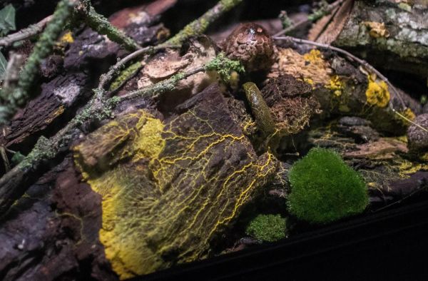 Venez découvrir le blob, ce mystère de la nature qui entre au zoo de Vincennes