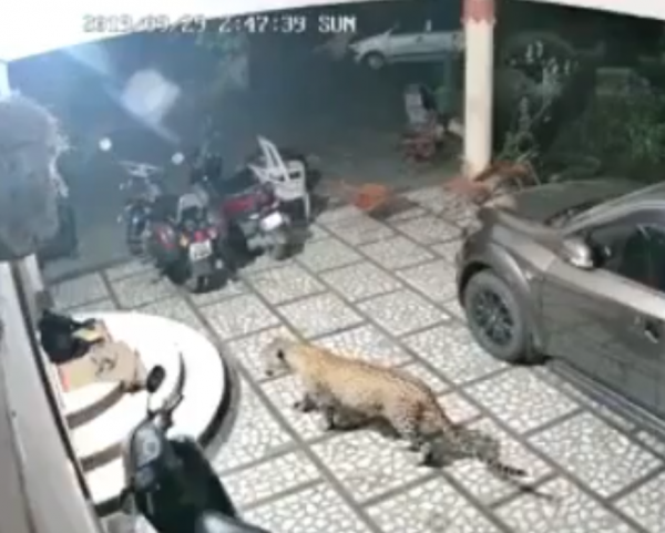 Vidéo : affamé, un léopard s'attaque à un chien