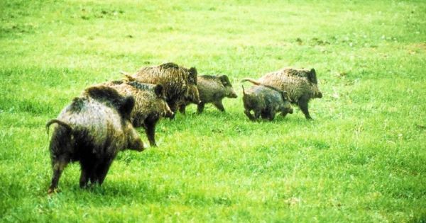 Sangliers. Ils créent la discorde entre agriculteurs et chasseurs