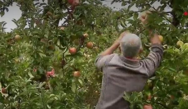Pouvoir d’achat en baisse: les retraités arrondissent leur fin de mois dans les vergers