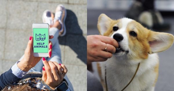 Une application gratuite pour offrir des croquettes aux animaux abandonnés