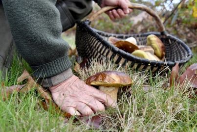 Retrouvé pieds nus et désorienté en forêt après une cueillette aux champignons