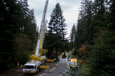 Coupé, chargé : le grand sapin prêt à rejoindre Strasbourg