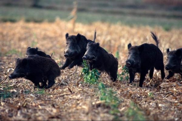 La chasse française souhaite réformer le système d'indemnisation des dégâts de sangliers !