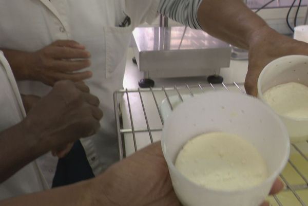 Bientôt le lait sera transformé en Martinique