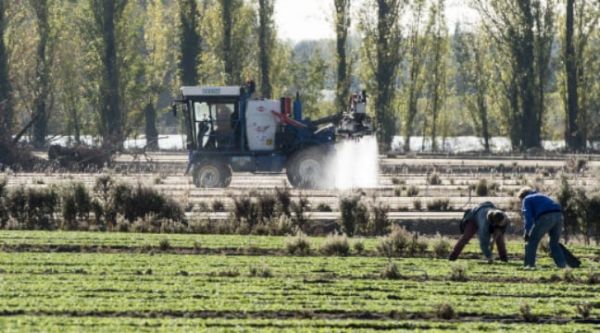 La justice valide deux arrêtés anti-pesticides au nom du « danger grave » pour la population