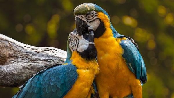 Soigner les animaux grâce aux plantes!