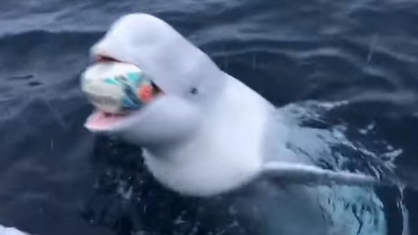 Rugby : il échange quelques passes avec un beluga !
