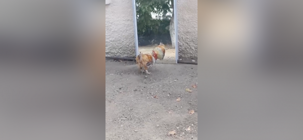 Vidéo : Combat acharné d’un coq contre son reflet !
