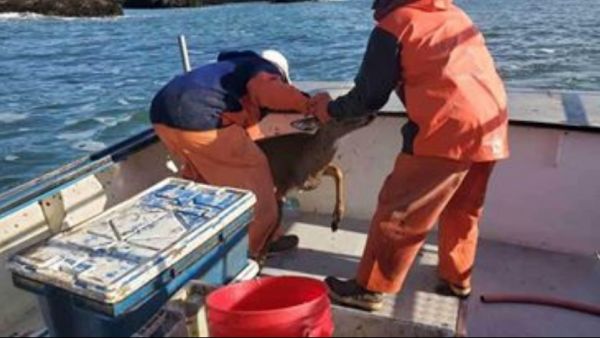 Ces pêcheurs ont trouvé  un animal improbable dans l’océan et se sont précipités à sa rescousse