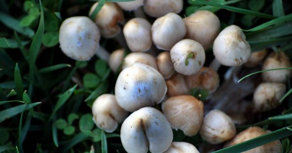 Parti cueillir des champignons, il est retrouvé sans vie dans le bois