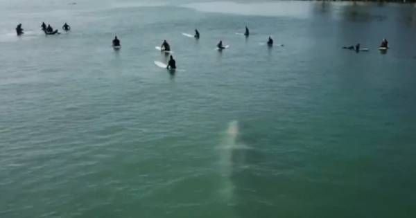 Une baleine bleue s'invite parmi les surfeurs