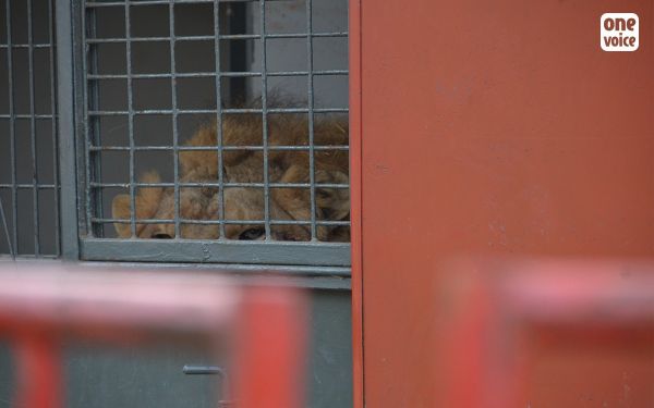 Maltraitance sur le lion Elyo jugée à Laval : les propriétaires du cirque relaxés