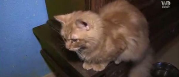 Russie: Un passager embarque son chat trop lourd en cabine - La compagnie aérienne Aeroflot décide de lui retirer tous ses points de fidélité!