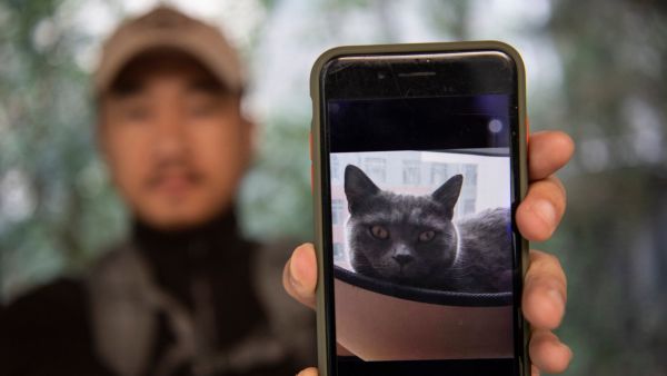 Ce détective chinois est le Sherlock Holmes des chats perdus