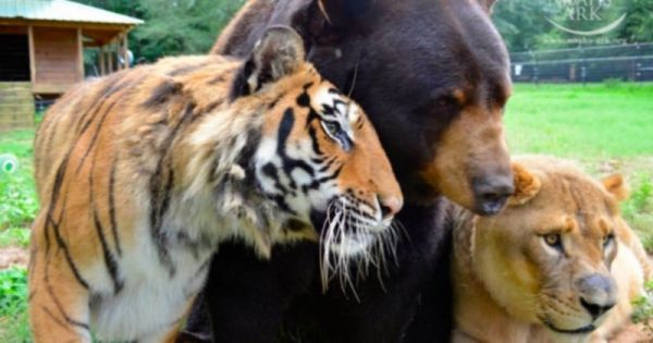 Un lion, un tigre et un ours sont les meilleurs amis du monde depuis qu'ils sont bébés