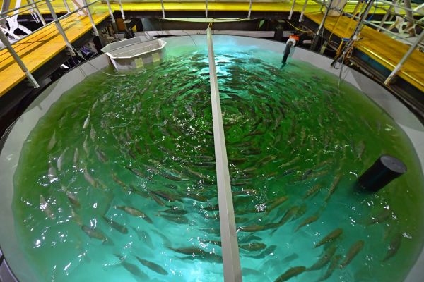 Au beau milieu du désert, des saumons "made in Dubaï"