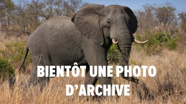 Commerce de l'ivoire: L'éléphant d'Afrique n'a plus que 20 ans à vivre