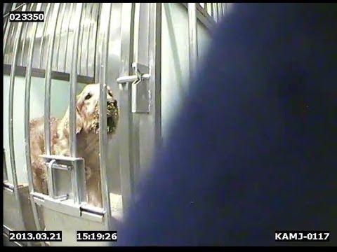 Expériences sur les chiens financées par le Téléthon !