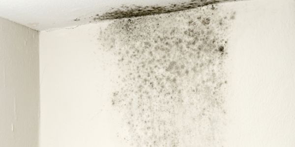 Moisissure qui apparait en haut d'un mur : que faire ?