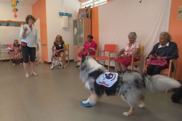 Les « chiens visiteurs » pour aider les malades d'Alzheimer