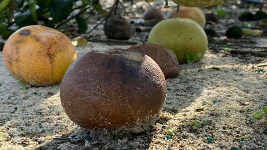 Rien n'arrête la bactérie qui tue les orangers de Floride (ou presque)