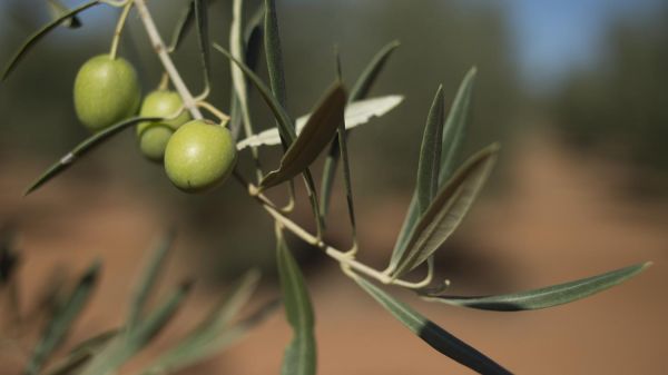 Olive : année noire pour les producteurs