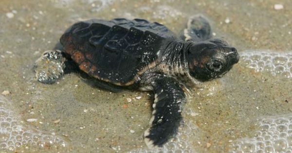 En Tunisie, les touristes participent désormais à la sauvegarde des tortues de mer