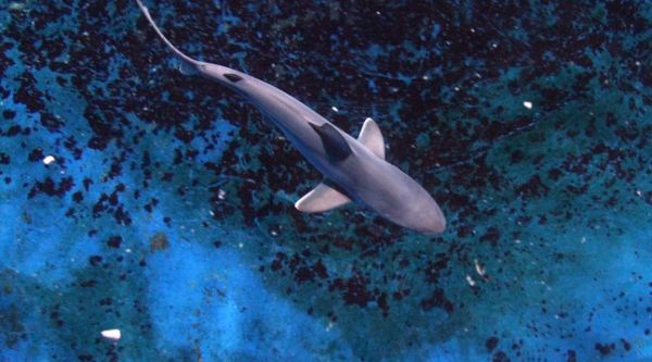 Marineland d'Antibes: Naissance d'une portée de huit bébé requins, le parc a pu filmer leur conception
