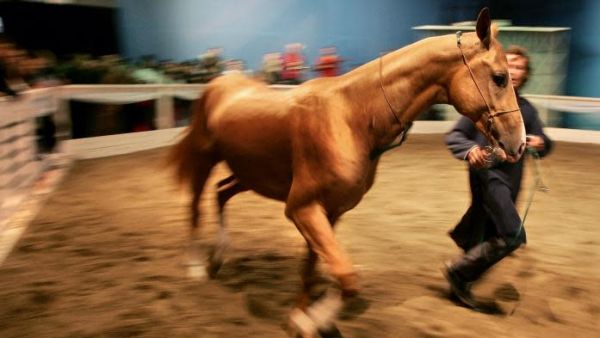 Ostéopathie, balnéothérapie, shiatsu, labels... Le bien-être animal à l'honneur au salon du cheval