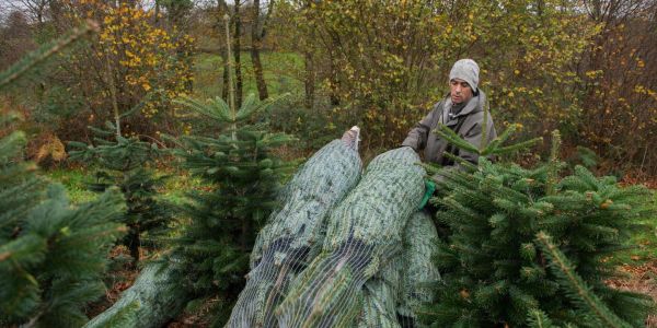« Le sapin de Noël est un marronnier »