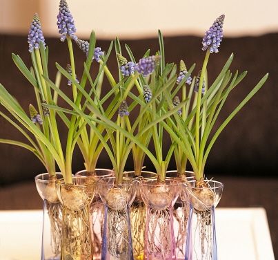 Le forçage des bulbes, pour des fleurs en intérieur
