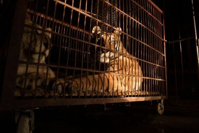 Un homme blessé par un tigre lors d'un visite au cirque