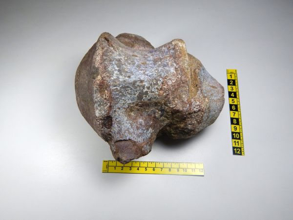 Une nouvelle espèce de dinosaure, herbivore et court sur pattes, découverte en Equateur