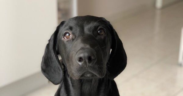 Lancey/Villard-Bonnot : Pearl, chien d'avalanche, a disparu