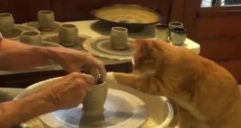 Un chat fait de la poterie