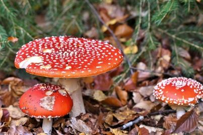 Les champignons toxiques ont tué 22 personnes en huit ans