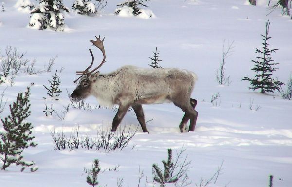 Le ministre Pierre Dufour critique un scientifique reconnu pour son expertise sur le caribou