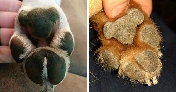 Les pattes de chien ressemblent à des koalas et ça ne s'effacera plus jamais de ta mémoire