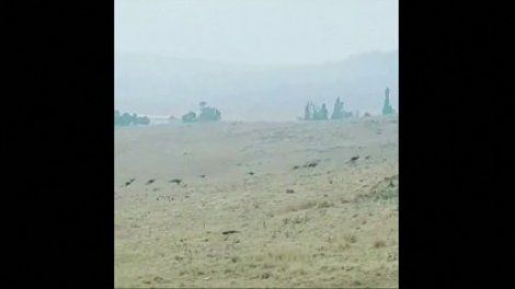 Incendies en Australie : ces kangourous fuient les feux de brousse