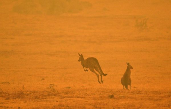 Comment estimer le nombre d'animaux morts dans les incendies en Australie?