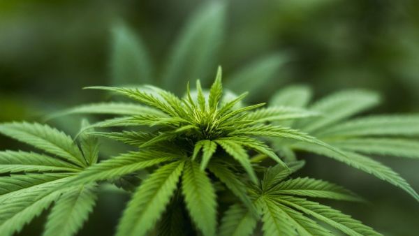 Quelques jours après sa légalisation, l'Illinois en pénurie de cannabis
