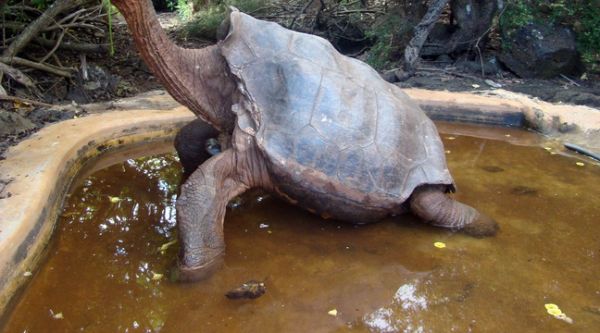 Diego, tortue géante des Galápagos et « serial lover » prend sa retraite après avoir sauvé son espèce