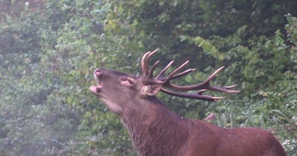Black, le célèbre cerf de la forêt de Laigue dans l'Oise, abattu par des chasseurs
