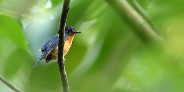 Cinq nouvelles espèces d'oiseaux découvertes en Indonésie