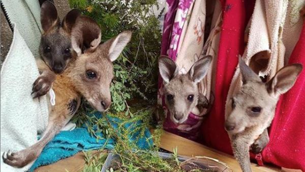 Australie : comment aider les animaux victimes des incendies ?