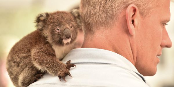En images : comment les Australiens tentent de sauver les kangourous, les koalas ou les chauves-souris des incendies