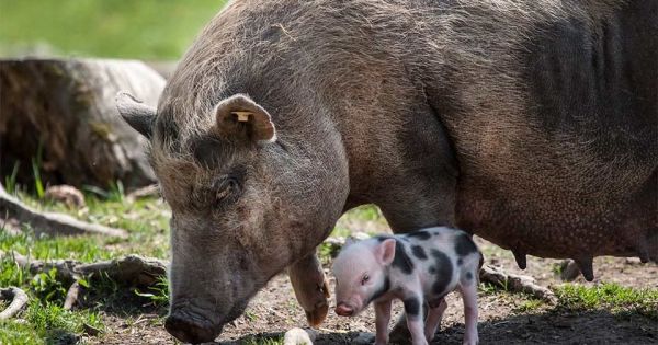 Les animaux domestiques de Thaïlande – Safarine Tours