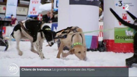 Chiens de traîneaux : la grande traversée des Alpes