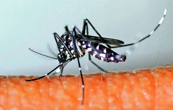 Face aux épidémies de dengue à Wallis-et-Futuna et en Polynésie, les autorités calédoniennes appellent à la vigilance